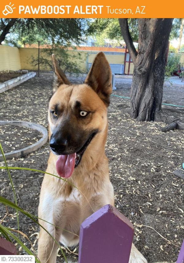 Found/Stray Female Dog last seen Grant Rd and Campbell Ave, Tucson, AZ 85719