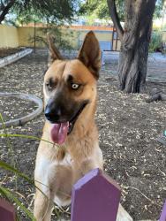 Found/Stray Female Dog last seen Grant Rd and Campbell Ave, Tucson, AZ 85719