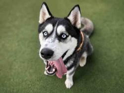 Shelter Stray Male Dog last seen FOUND AT SHELTER VALLEY, 5821 Sweetwater Rd, Bonita, CA 91902, USA