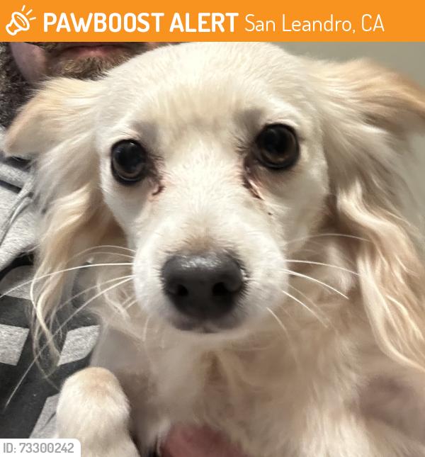 Found/Stray Male Dog last seen Marina blvd, San Leandro, CA 94577