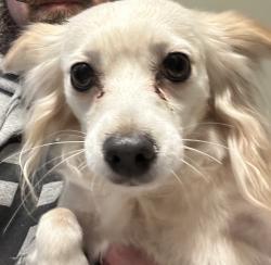 Found/Stray Male Dog last seen Marina blvd, San Leandro, CA 94577