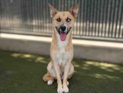 Shelter Stray Male Dog last seen , 5821 Sweetwater Rd, Bonita, CA 91902, USA