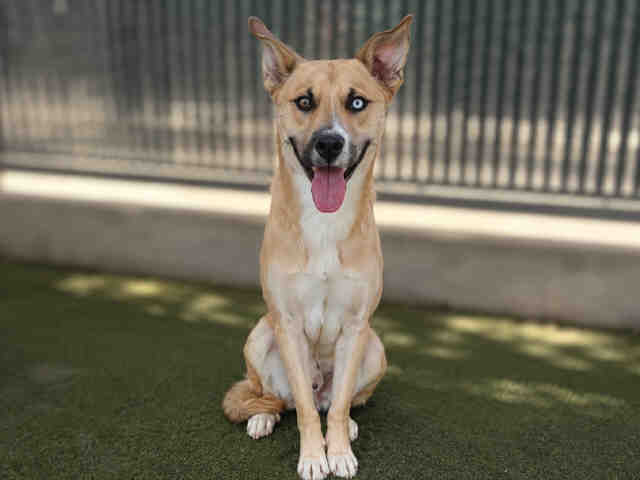 Shelter Stray Male Dog last seen , 5821 Sweetwater Rd, Bonita, CA 91902, USA