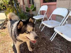 Shelter Stray Male Dog last seen , 5821 Sweetwater Rd, Bonita, CA 91902, USA