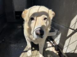 Shelter Stray Male Dog last seen , 957 N Gaffey St, San Pedro, CA 90731, USA