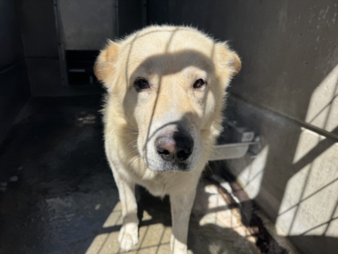 Shelter Stray Male Dog last seen , 957 N Gaffey St, San Pedro, CA 90731, USA