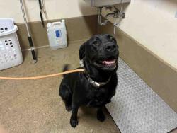Shelter Stray Female Dog last seen , 5821 Sweetwater Rd, Bonita, CA 91902, USA