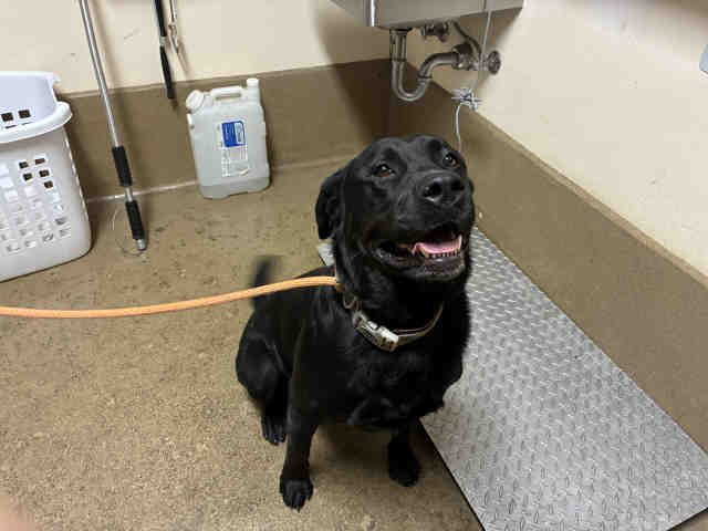 Shelter Stray Female Dog last seen , 5821 Sweetwater Rd, Bonita, CA 91902, USA
