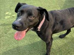 Shelter Stray Male Dog last seen Near BLOCK ELDER STREET, 2481 Palomar Airport Rd, Carlsbad, CA 92011, USA