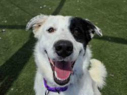 Shelter Stray Male Dog last seen COUSER CANYON RD & HIGHWAY 76, 2481 Palomar Airport Rd, Carlsbad, CA 92011, USA