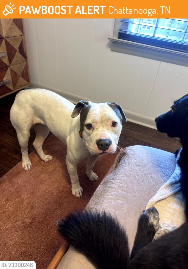 Found/Stray Female Dog last seen Near Brainerd Rd, Chattanooga, TN 37411