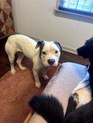Found/Stray Female Dog last seen Near Brainerd Rd, Chattanooga, TN 37411