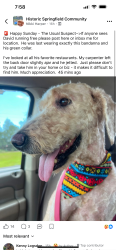 Reunited Male Dog last seen Near Block of 4th & North Market, Jacksonville, FL 32206
