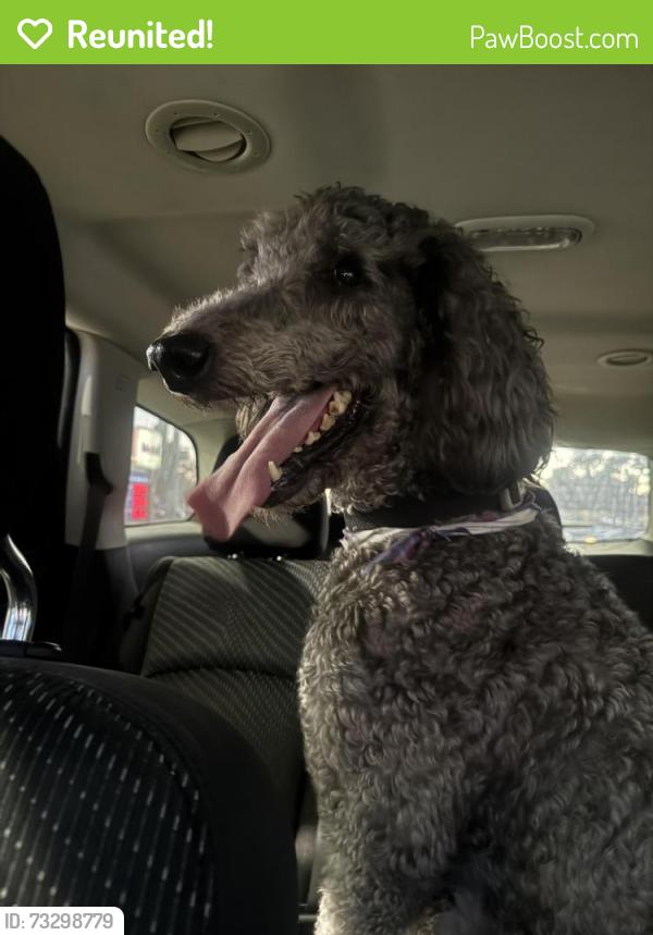 Reunited Unknown Dog last seen Near Eleven on E 223rd St, Carson, CA 90746