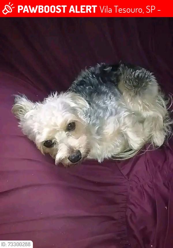 Lost Male Dog last seen Rua do 5 distrito, Vila Tesouro, SP 12221-190