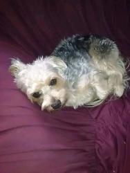 Lost Male Dog last seen Rua do 5 distrito, Vila Tesouro, SP 12221-190