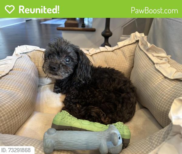 Reunited Female Dog last seen Salem Baptist Church near Hill Road, Knox County, TN 37938