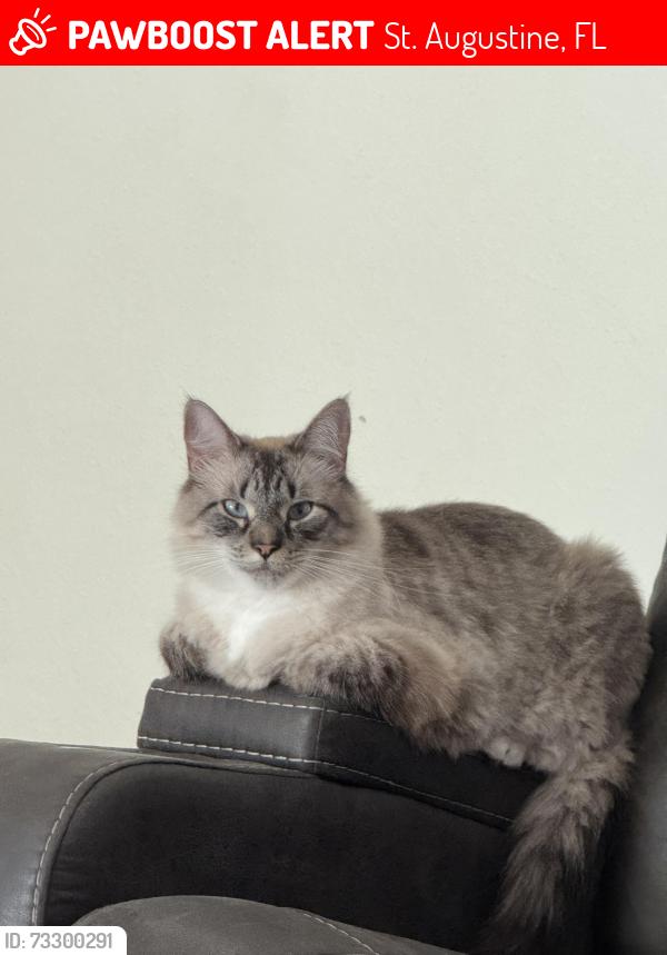 Lost Male Cat last seen Near, St. Augustine, FL 32092