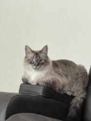 Lost Male Cat last seen Near, St. Augustine, FL 32092