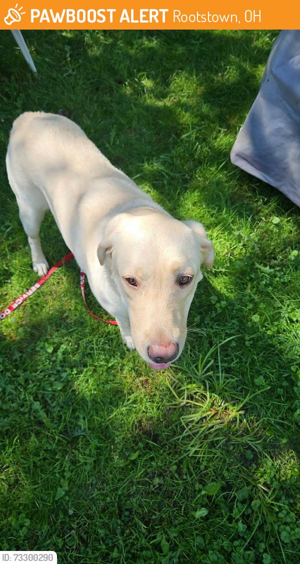 Found/Stray Female Dog last seen Industry rd and cook rd in rootstown ohio, Rootstown, OH 44272