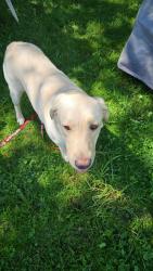 Found/Stray Female Dog last seen Industry rd and cook rd in rootstown ohio, Rootstown, OH 44272