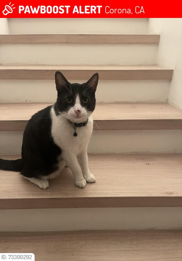 Lost Male Cat last seen State st. And other crossing roads, Corona, CA 92881