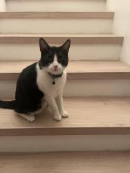 Lost Male Cat last seen State st. And other crossing roads, Corona, CA 92881
