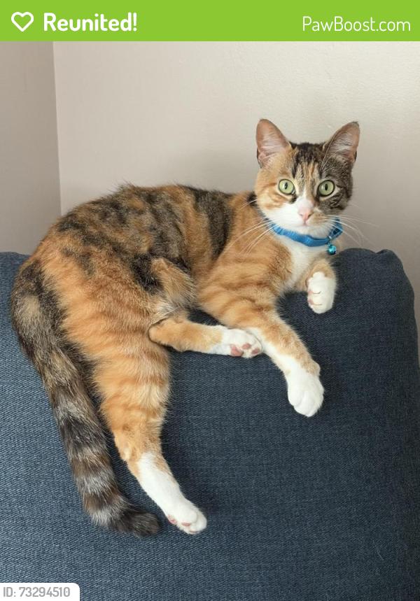 Reunited Female Cat last seen Powell Road, Leamy Avenue, Springfield Township, PA 19064