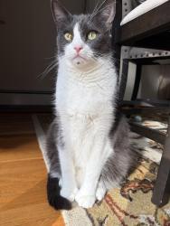 Lost Male Cat last seen Eugley Park West, North Reading, MA 01864