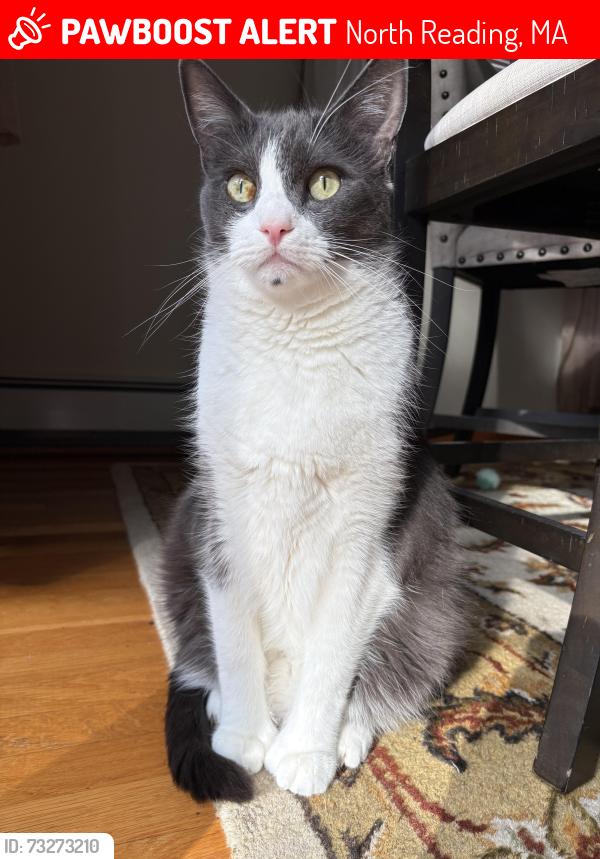 Lost Male Cat last seen Eugley Park West, North Reading, MA 01864