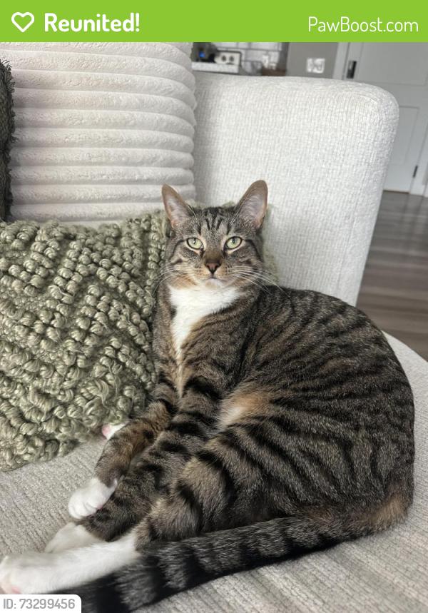 Reunited Male Cat last seen Gateway Blvd in beachwood cove neighborhood, Huron, OH 44839