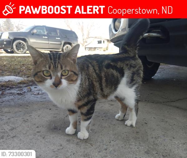 Lost Male Cat last seen Cooperstown, Cooperstown, ND 58425
