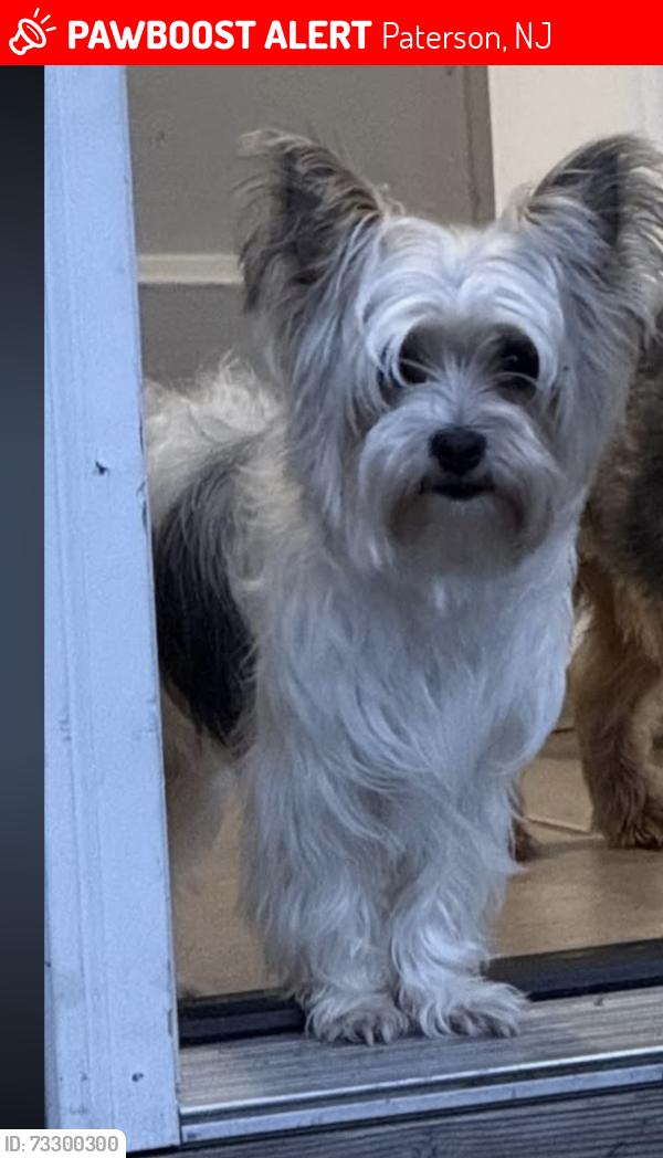 Lost Female Dog last seen Near union ave 5&10, Paterson, NJ 07502