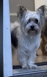 Lost Female Dog last seen Near union ave 5&10, Paterson, NJ 07502