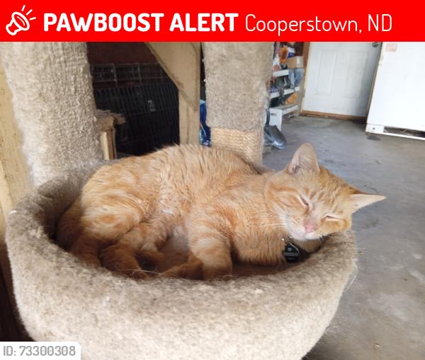 Lost Male Cat last seen Cooperstown, Cooperstown, ND 58425