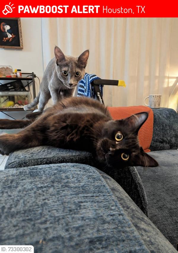 Lost Male Cat last seen McKnight St, Houston, TX 77035
