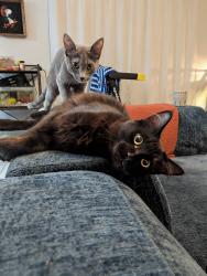 Lost Male Cat last seen McKnight St, Houston, TX 77035