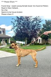 Found/Stray Female Dog last seen New holland road / peters road, New Holland, PA 17557