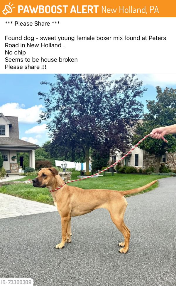 Found/Stray Female Dog last seen New holland road / peters road, New Holland, PA 17557