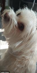 Reunited Female Dog last seen Glenda st, Bedford, TX 76022