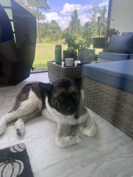 Reunited Female Dog last seen E 6th st and Fitch ave, Lehigh Acres, FL 33936