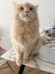 Reunited Male Cat last seen Lumiere Building, Greater Manchester, England M15 4QN