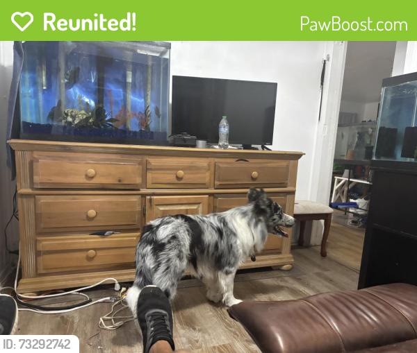 Reunited Male Dog last seen Marion st and Terry, Fort Myers, FL 33916