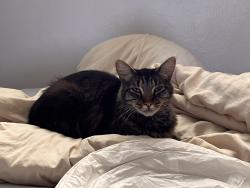 Found/Stray Male Cat last seen Cypress Pt Dr and Moffett Blvd in Mountain View, CA 94043, Mountain View, CA 94043