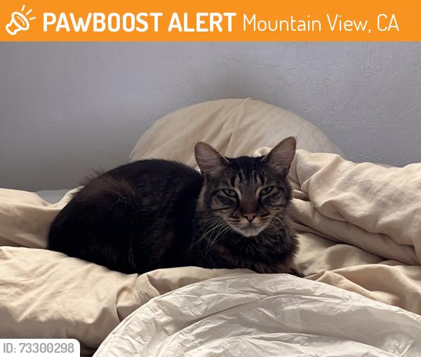 Found/Stray Male Cat last seen Cypress Pt Dr and Moffett Blvd in Mountain View, CA 94043, Mountain View, CA 94043