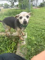 Lost Female Dog last seen Near southridge apmts, Austin, TX 78704