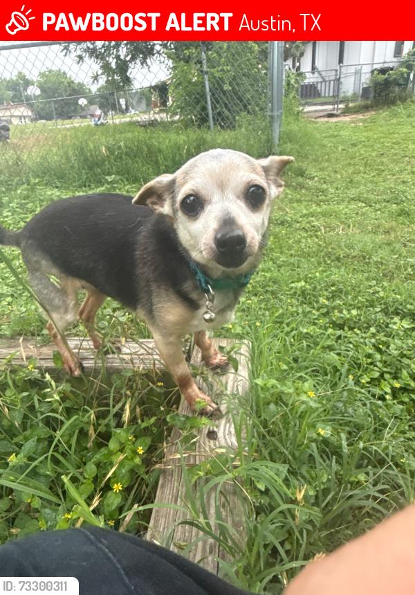 Lost Female Dog last seen Near southridge apmts, Austin, TX 78704