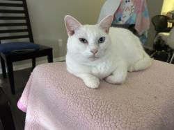 Lost Male Cat last seen Near Hartley rd, Jacksonville, FL 32257