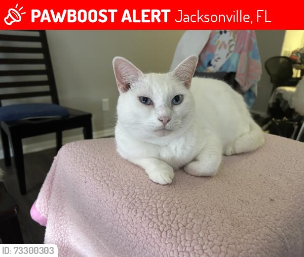 Lost Male Cat last seen Near Hartley rd, Jacksonville, FL 32257