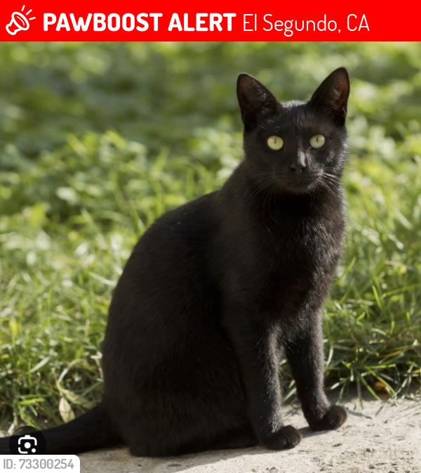 Lost Female Cat last seen Holly and Concorde, El Segundo, CA 90245